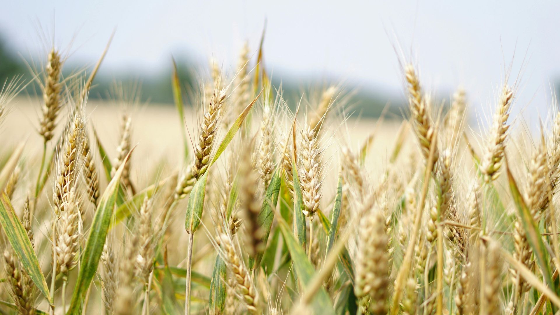 Amaranth grain close-up